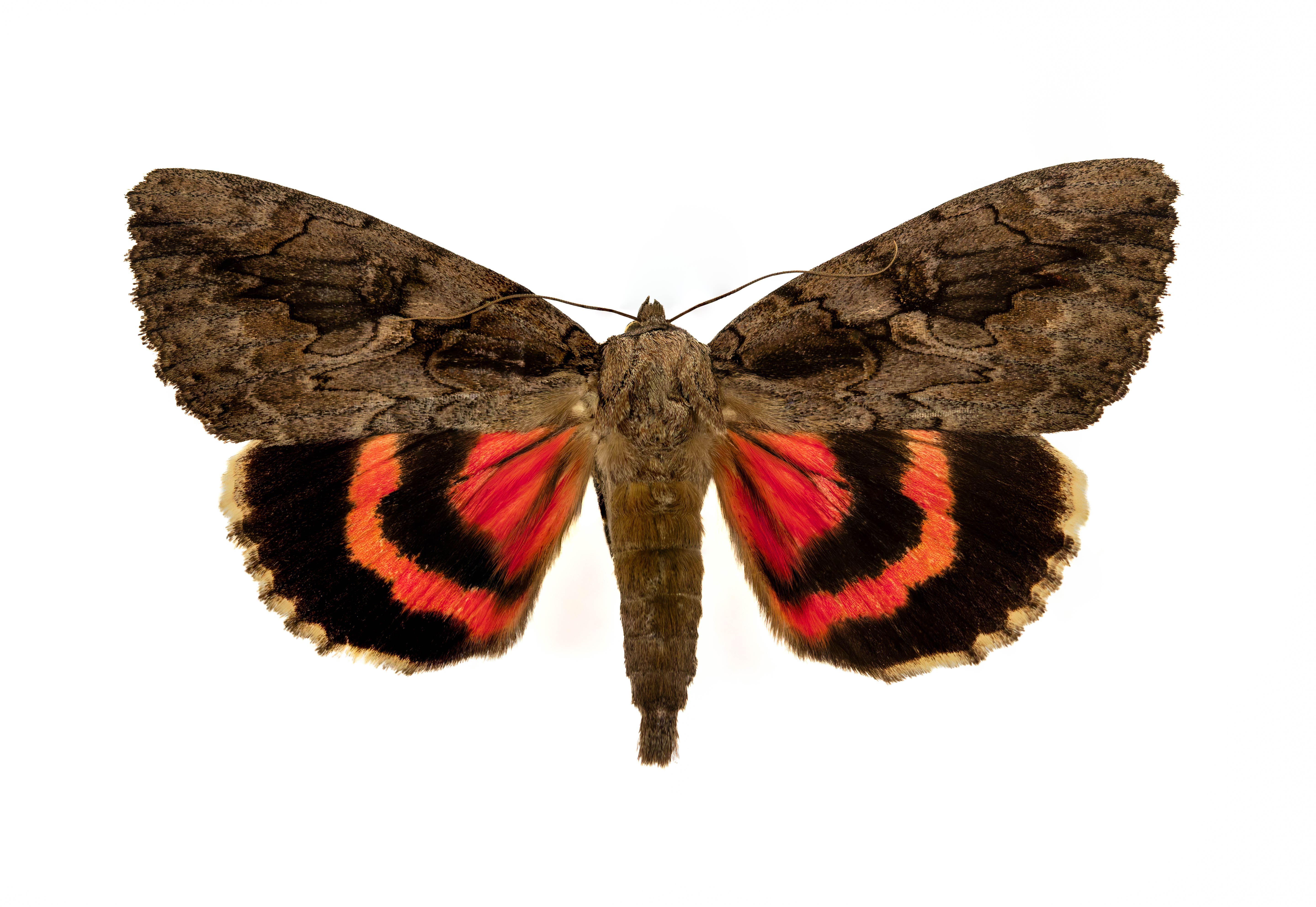 Catocala amatrix
